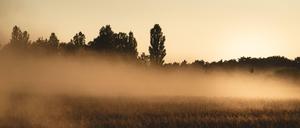 Auf den Getreidefeldern des Schlossguts Alt Madlitz in Ostbrandenburg sind die Folgen der Trockenheit zu spüren.