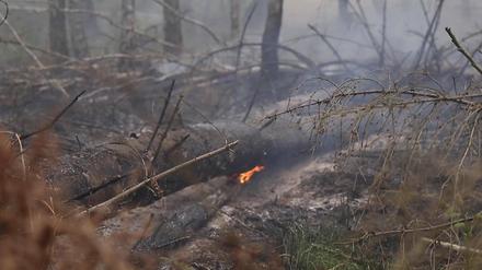 Die Ausdehnung des Großbrandes in einem Moorgebiert im Brandenburger Plessa ist gestoppt.