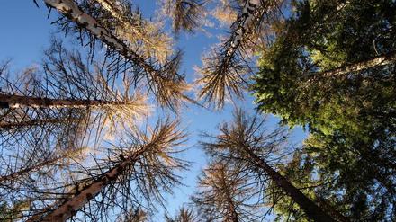 Abgestorbene Bäume in einem Nadelwald