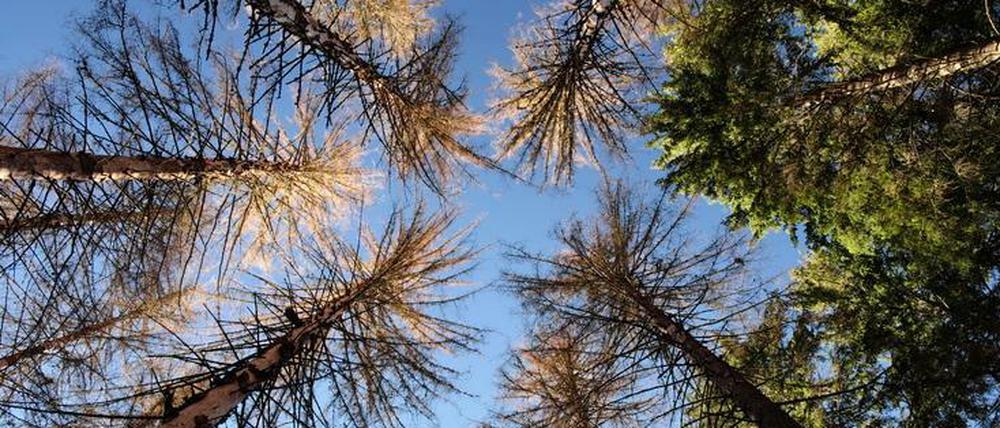 Abgestorbene Bäume in einem Nadelwald