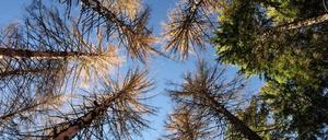 Abgestorbene Bäume in einem Nadelwald