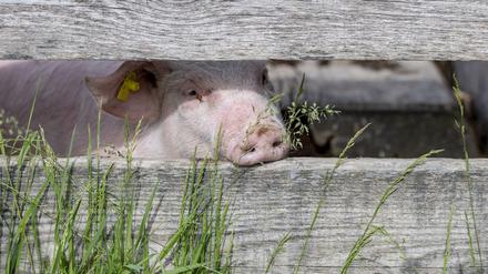 Ein Schwein im Freilichtmuseum Ballenberg blickt durch Holzbalken. 