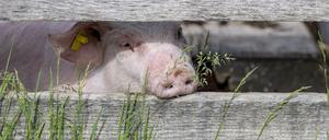 Ein Schwein im Freilichtmuseum Ballenberg blickt durch Holzbalken. 