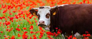 Die Deutschen essen weniger Fleisch.