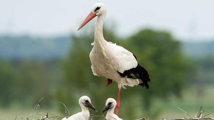 Die ersten Jungstörche schauen aus ihren Nestern - und haben bislang recht gute Überlebenschancen.