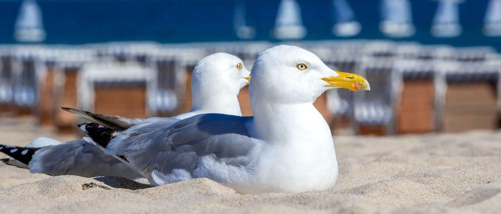 Statt in exotische Länder zieht es viele Deutsche dieses Jahr an Nord- und Ostsee.