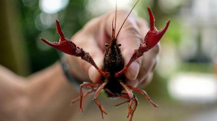 In mindestens zwei Berliner Seen leben Amerikanische Sumpfkrebse. Und das in rauen Mengen, wie der Sommer 2017 zeigte.