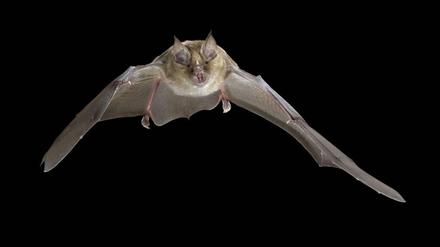 Die Große Hufeisennase (Rhinolophus ferrumequinum), jagt in der Nacht.