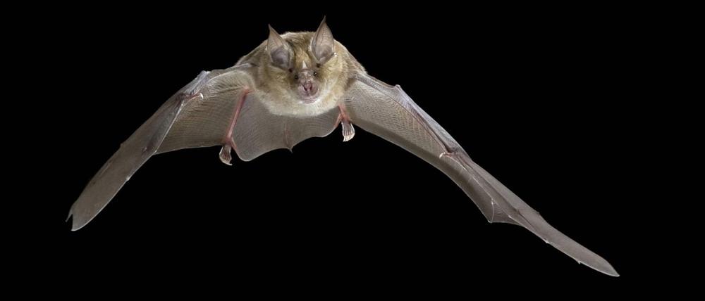 Die Große Hufeisennase (Rhinolophus ferrumequinum), jagt in der Nacht.