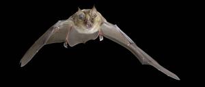 Die Große Hufeisennase (Rhinolophus ferrumequinum), jagt in der Nacht.