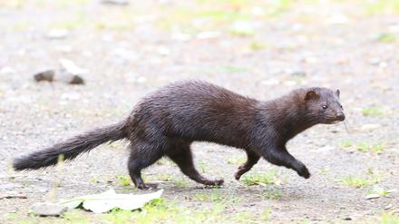 Ein Amerikanischer Nerz, aufgenommen im Cairngorms National Park in Großbritannien