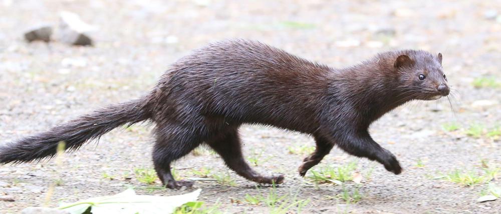 Ein Amerikanischer Nerz, aufgenommen im Cairngorms National Park in Großbritannien