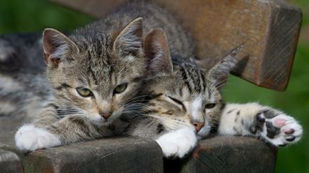 Gefährdet: Katzen können Covid-19 bekommen. 