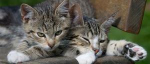Gefährdet: Katzen können Covid-19 bekommen. 