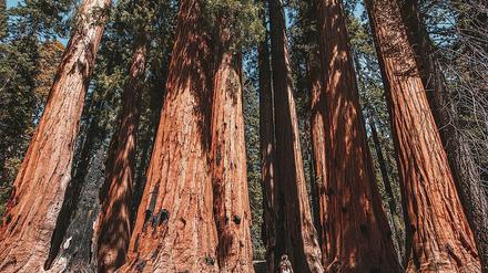 Ein Riesenmammutbaum (Sequoiadendron giganteum) wie hier im Sequoia-Nationalpark kann eine Höhe von bis zu 95 Metern erreichen.