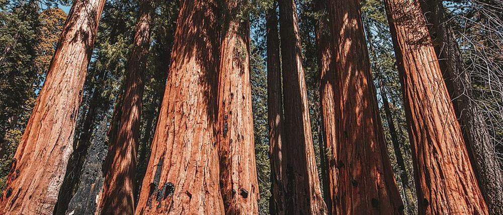 Ein Riesenmammutbaum (Sequoiadendron giganteum) wie hier im Sequoia-Nationalpark kann eine Höhe von bis zu 95 Metern erreichen.