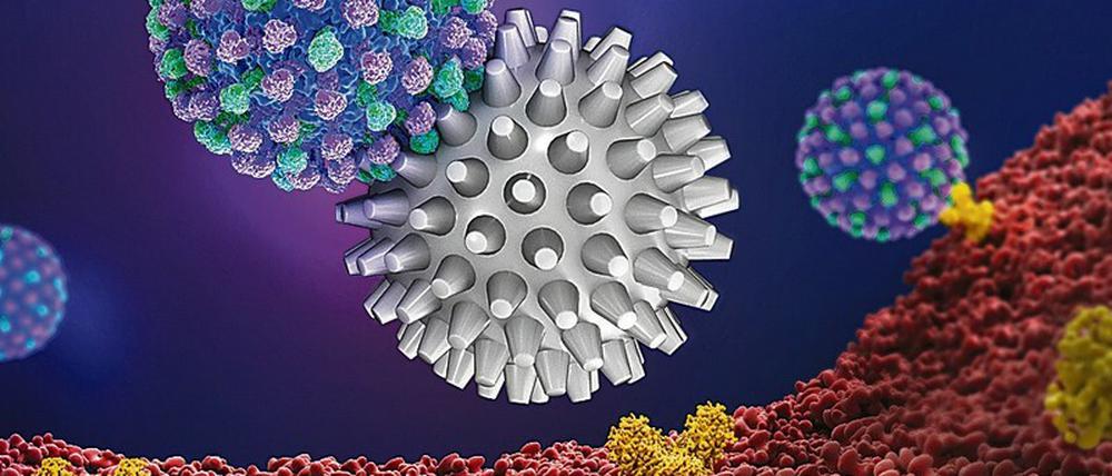 Durch eine Abschirmung der Virusoberfläche (blau-grün) mit stacheligen multivalenten Nanopartikeln (grau) wird das Andocken an die Zellmembran (rot) – und damit eine Infektion – effizient verhindert.