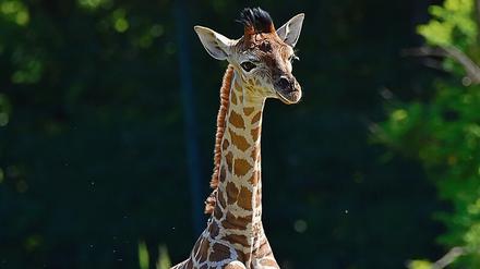 Giraffenjungbulle „Henri“ im Tierpark Berlin