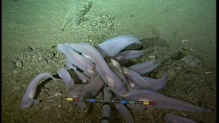 In Fischen aus 7000 Metern Tiefe, etwa dem Scheibenbauchfisch Notoliparis kermadecensis im Kermadecgraben vor Neuseeland, fand das Forschungsteam von Joel Blum Quecksilberspuren.