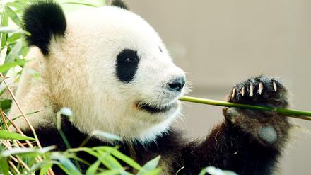 Pandaweibchen Meng Meng im Zoo.