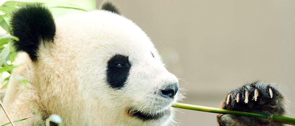 Pandaweibchen Meng Meng im Zoo.