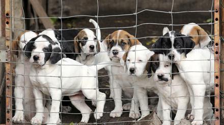 In über 30 Fällen soll die Tatverdächtige mit Hundewelpen (hier ein Symbolbild) gehandelt haben.