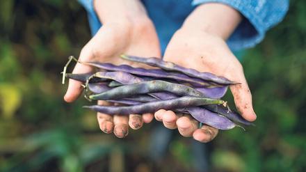 Eiweiß aus dem Garten. Allein in Deutschland gibt es mehr als 100 Bohnensorten. 