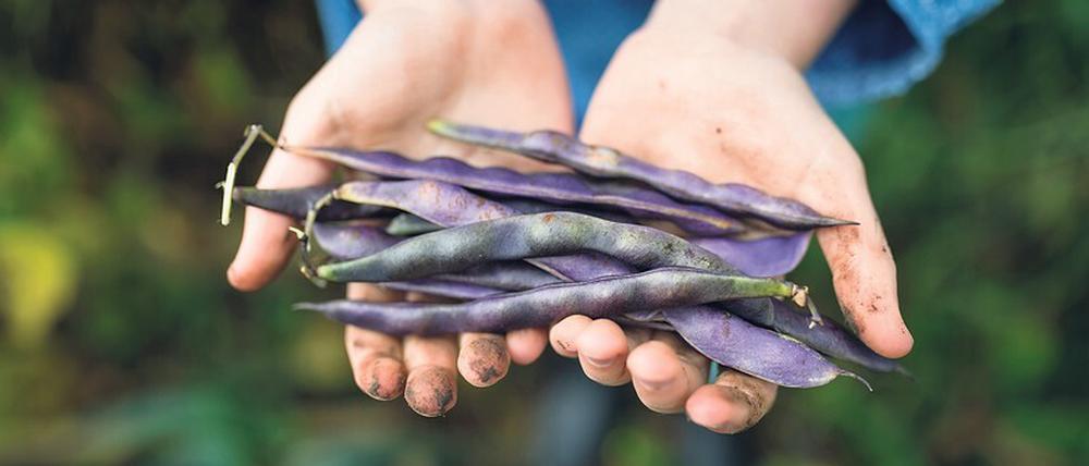Eiweiß aus dem Garten. Allein in Deutschland gibt es mehr als 100 Bohnensorten. 
