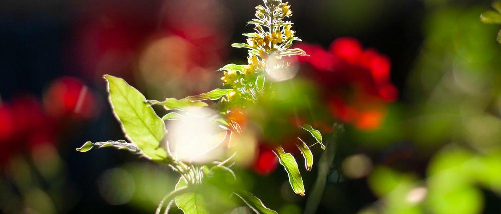 Diese Woche beginnen die Sommerferien in Berlin und die Temperaturen sollen die 30-Grad-Marke knacken.