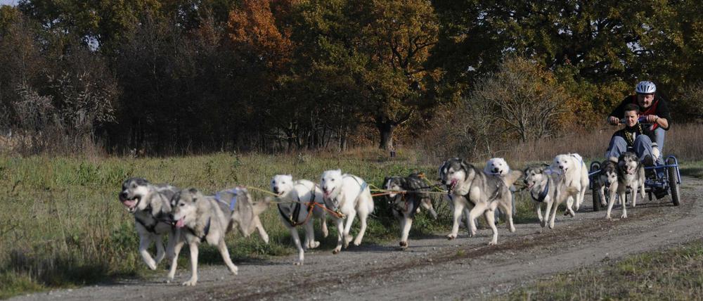 Huskys flitzen nicht nur beim Internationalen Schlittenhunderennen in Großbeeren, sondern auch in der Lausitz. 