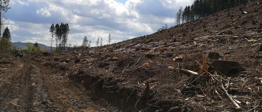 Eine zerstörte Waldfläche nach Baumräumung und Befahrung