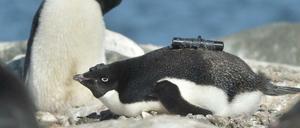 Ein Pinguin ausgestattet mit einer Videokamera auf seinem Rücken und einem Beschleunigungsmesser auf seinem Kopf