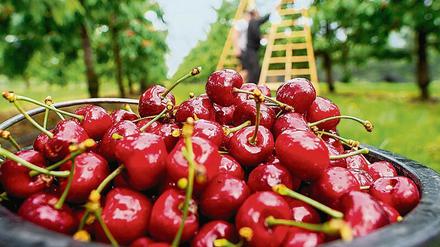 Spucken oder schlucken? Kirschen muss man ganz servieren. Foto: dpa