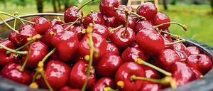 Spucken oder schlucken? Kirschen muss man ganz servieren. Foto: dpa