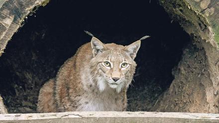 Der Luchs ist in der freien Wildbahn auch in Deutschland nur sehr schwer zu beobachten. Dieses Exemplar befindet sich im niedersächsischen Wildpark Schwarze Berge. 
