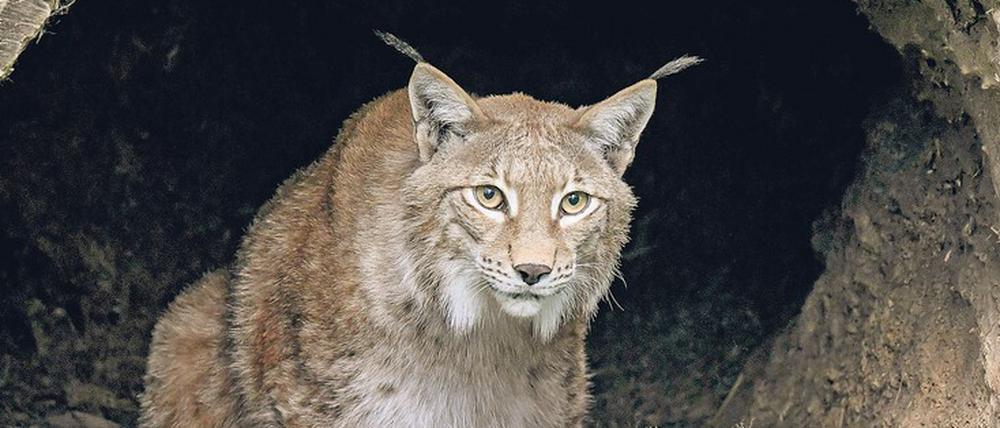 Der Luchs ist in der freien Wildbahn auch in Deutschland nur sehr schwer zu beobachten. Dieses Exemplar befindet sich im niedersächsischen Wildpark Schwarze Berge.
