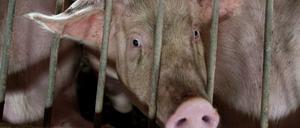 Wegen der Schließungen von Schlachtgroßbetrieben bleibt das Vieh nun länger in den Ställen. +
