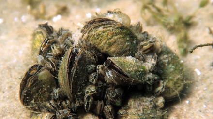 Die Quagga-Dreikantmuscheln (Dreissena rostriformis bugensis) breitet sich nicht nur in der Krummen Lanke rasend schnell aus.