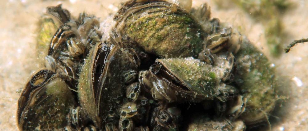 Die Quagga-Dreikantmuscheln (Dreissena rostriformis bugensis) breitet sich nicht nur in der Krummen Lanke rasend schnell aus.