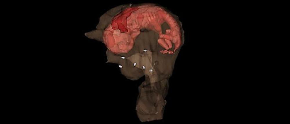 Eine computertomografische Aufnahme eines Kaninchenembryos in einer biotechnologisch regenerierten Gebärmutter.