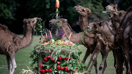  Die Dromedare des Kamelgeheges verspeisen zum 65. Jubiläum des Tierparks Berlin eine Geburtstagstorte. 