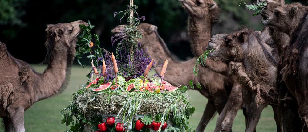 Die Dromedare des Kamelgeheges verspeisen zum 65. Jubiläum des Tierparks Berlin eine Geburtstagstorte.