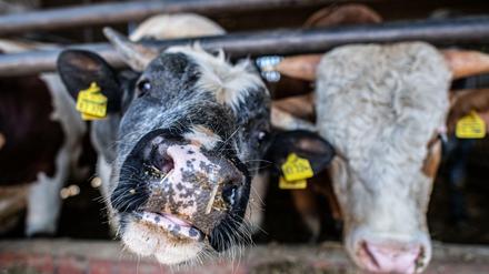 Heftig wird aktuell in Deutschland über bessere Tierhaltung debattiert.