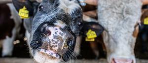 Heftig wird aktuell in Deutschland über bessere Tierhaltung debattiert.