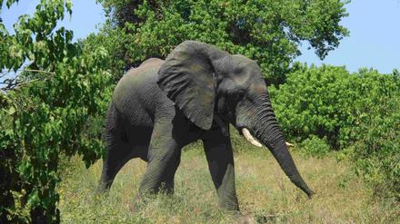 In Botswana leben noch rund 130.000 Elefanten in freier Wildbahn.
