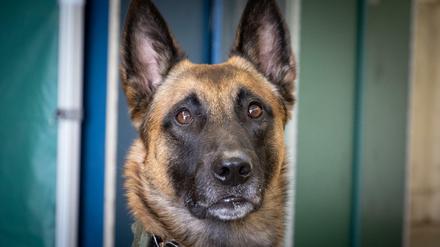 Donnie ist ein Spürhund der Bundeswehr.