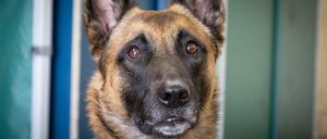 Donnie ist ein Spürhund der Bundeswehr.