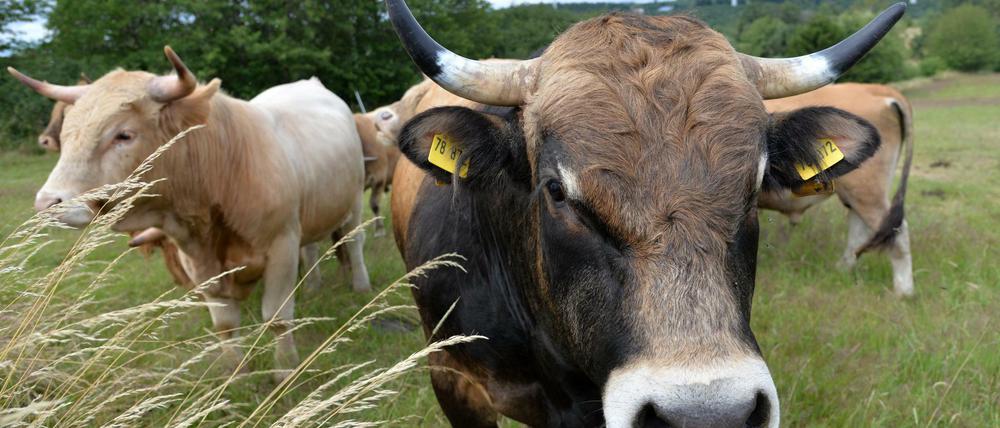 Tierschützer kritisieren Transporte von lebenden Rindern nach Asien, da es dort kaum Versorgungsstationen gibt.