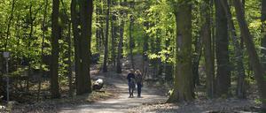 Zurück zur Natur. Warum nicht mal wieder in den Tegeler Forst? 