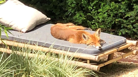 In Zehlendorf lassen es sich auch die Füchse gutgehen.